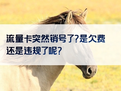 流量卡突然销号了？是欠费还是违规了呢？