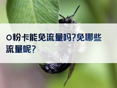 o粉卡能免流量吗？免哪些流量呢？
